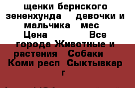 щенки бернского зененхунда. 2 девочки и 2 мальчика(2 мес.) › Цена ­ 22 000 - Все города Животные и растения » Собаки   . Коми респ.,Сыктывкар г.